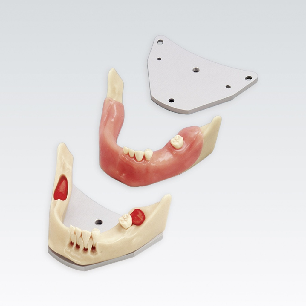 Frasaco Modèle d'exerc. chirurgicaux mandibule – réf. A-J OP UK