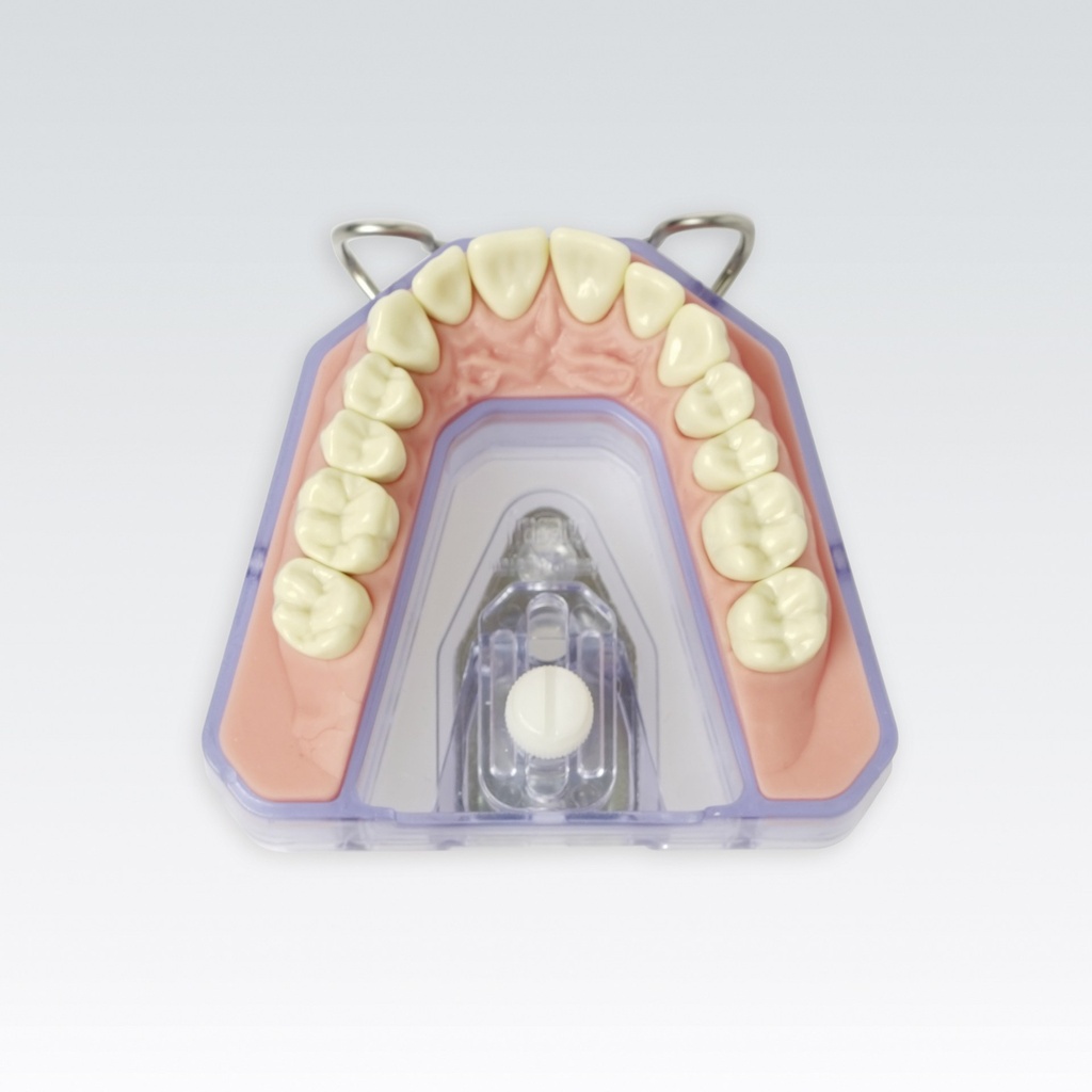 Frasaco Modèle maxillaire utilisant la base du modèle A-REEM BGR1 – réf. A-RE SET OK 99-001