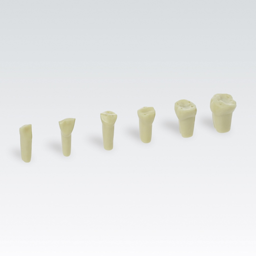 Frasaco Garnitur Abrasions-/Erosions- zähne (32) – Ref. AG-3 AE Z 901