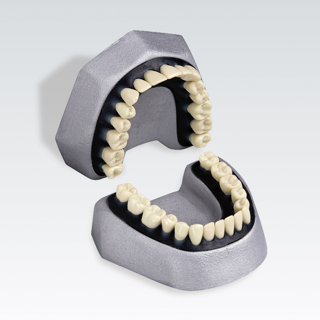 Frasaco extraction model f.adv.exerc. 32 plastic teeth – ref. A-E K