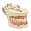 Frasaco ANA-4 Modell mit Demonstra- tionsartikulator fixiert – Ref. ANA-4 DAF