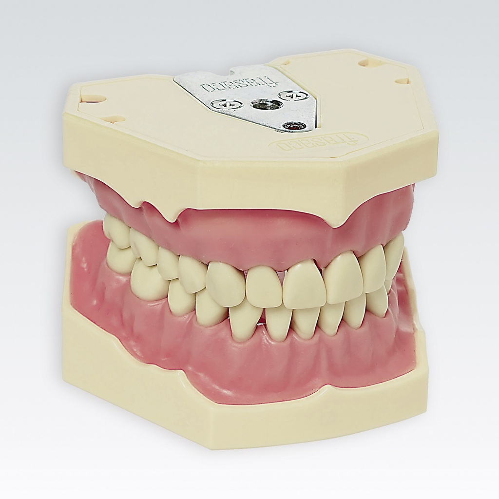 Frasaco modèle dentaire avec 28 dents – réf. AG-3 28