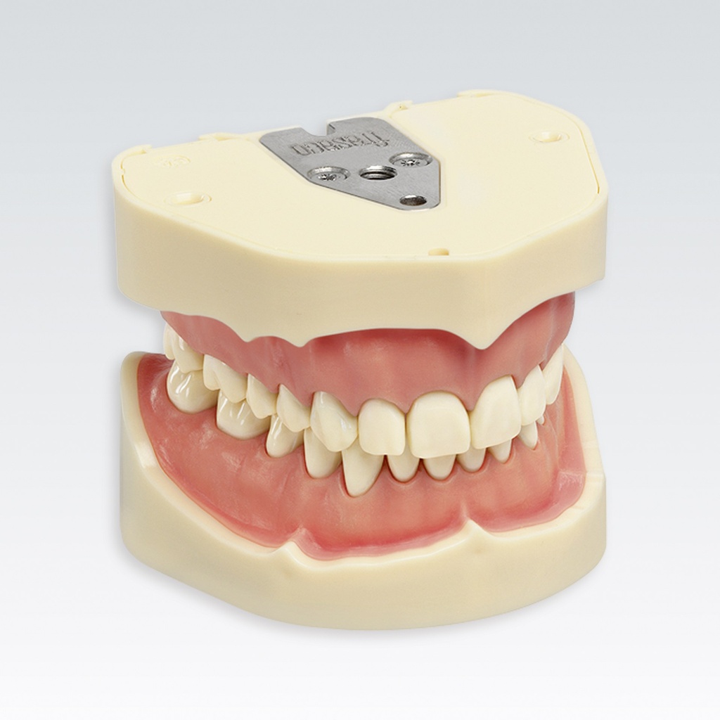 Frasaco modèle dentaire maxillare+mandibule articulés – réf. ANA-4
