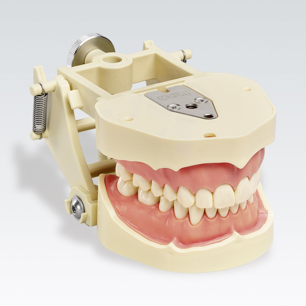 Frasaco dental model with demonstration articulator – ref. ANA-4 DAV
