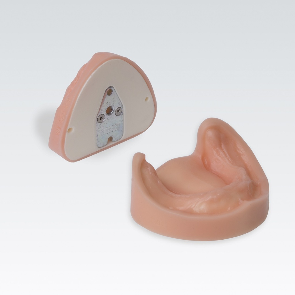 Frasaco modèle édenté avec gencives – réf. B-3 CSPJW