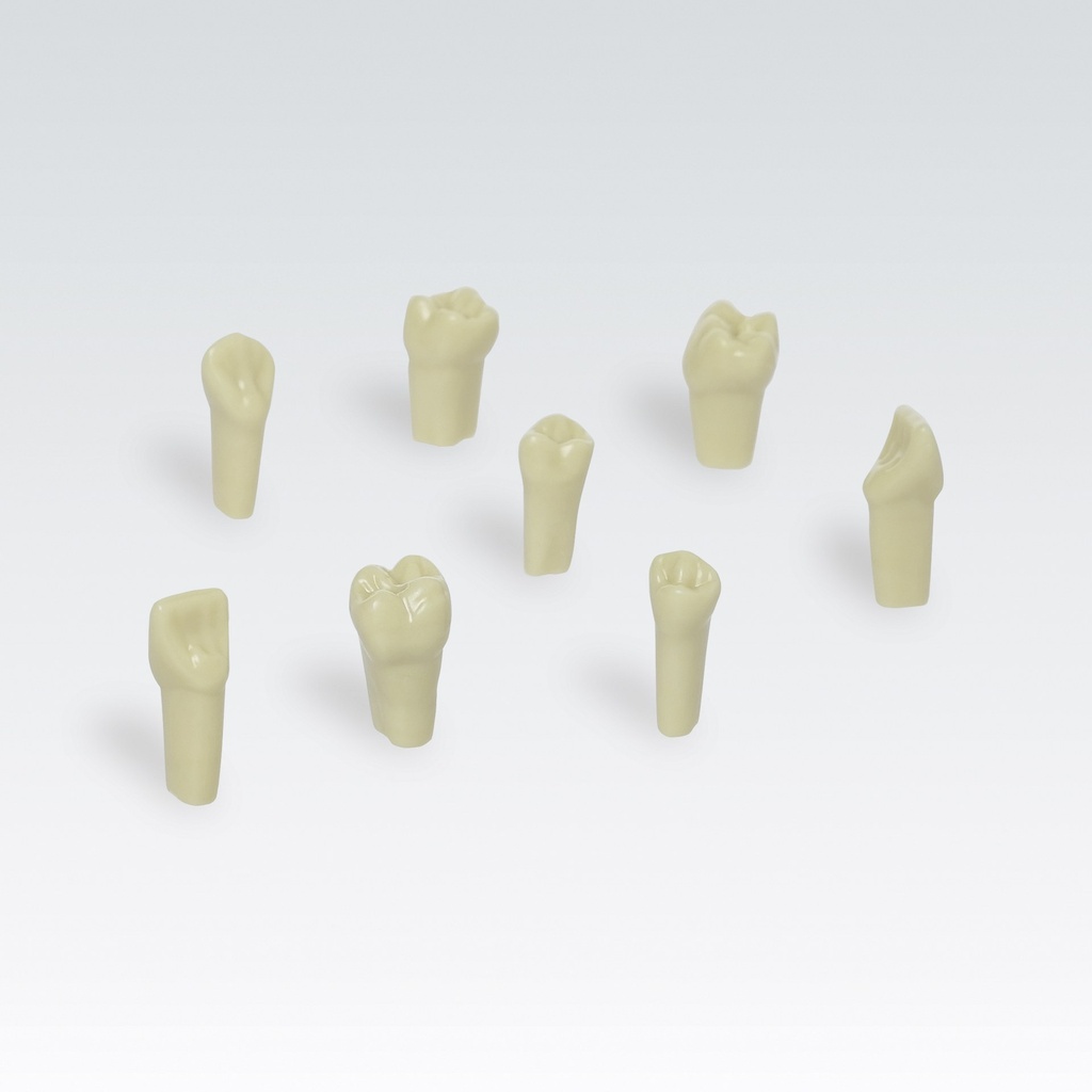 Frasaco AG-3 ZE – Dent n° 21 (incisive centrale supérieure gauche), sachet de 10