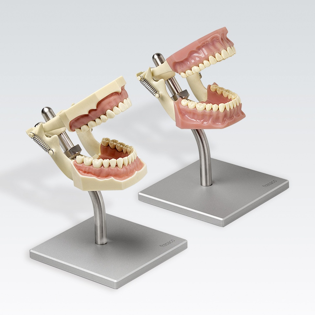 Frasaco support de démonstration avec modèle de denture AG-3 – réf. AG-3 DAD 16
