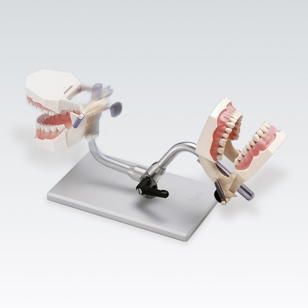 Frasaco support pliable avec modèle dentaire AG-3 DA – réf. AG-3 DAD 16 K