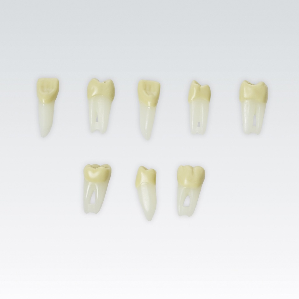 Frasaco Dent endodontique no. 11 avec racine naturelle, capable de rayons X – réf. ANA-4 ZPURN-11