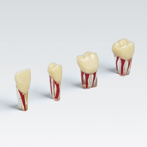 Frasaco Endodontic tooth no. 21, transparent – ref. AG-3 ZPUK-21