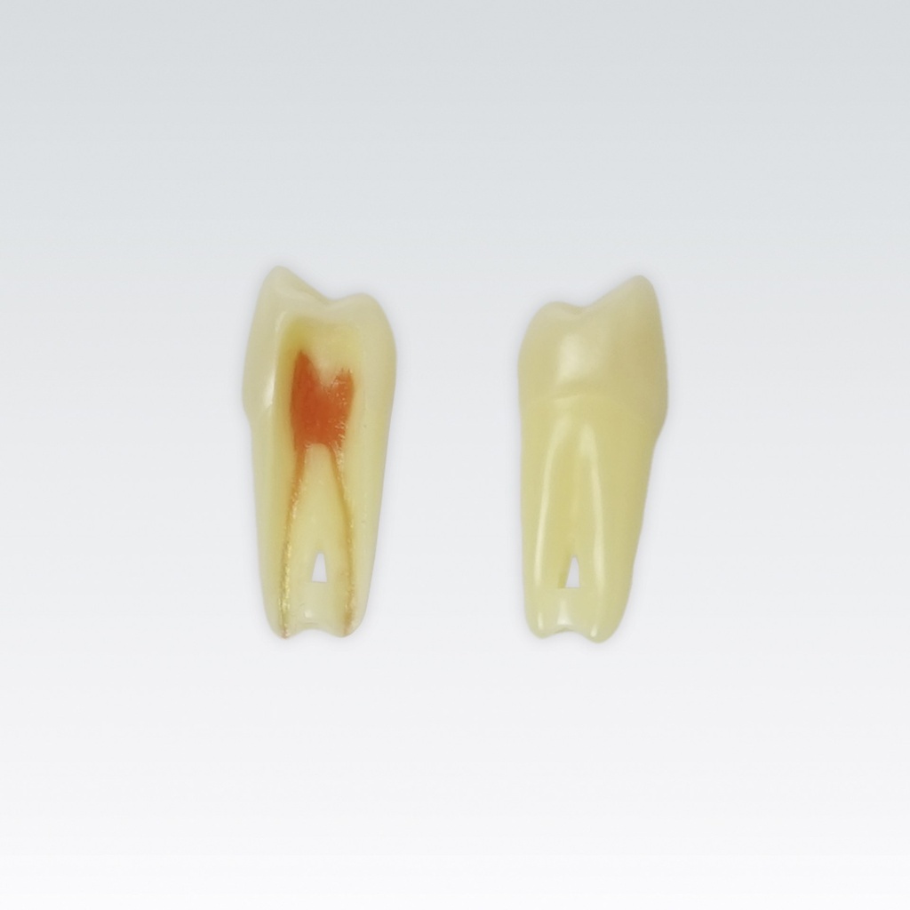 Frasaco 3-laagse endodontische tand nr. 24 met natuurlijke wortel, röntgenzichtbaar – ref. ANA-4 Z3RN-24