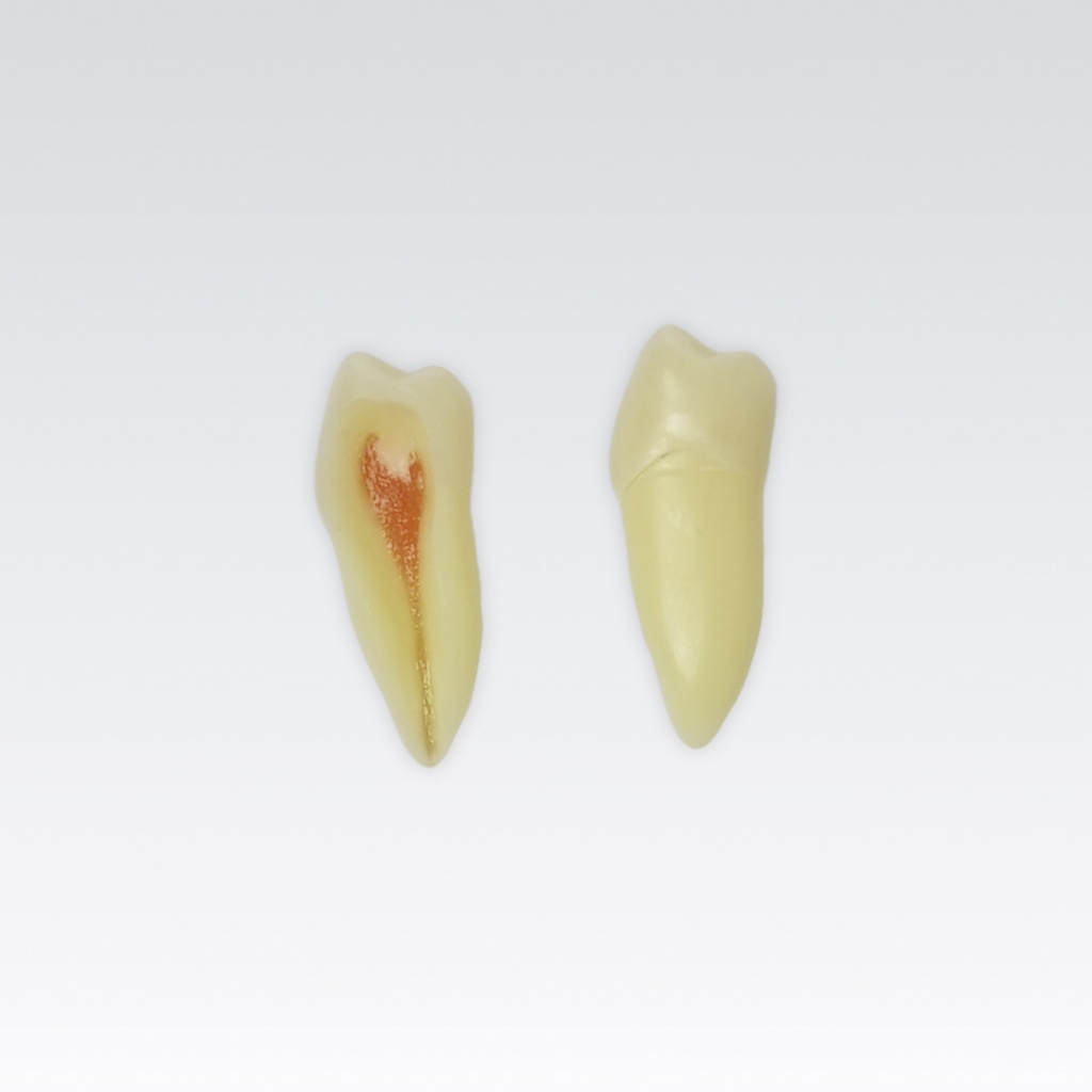 Frasaco 3-laagse endodontische tand nr. 45 met natuurlijke wortel, röntgenzichtbaar – ref. ANA-4 Z3RN-45